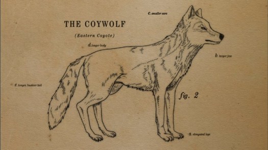 coywolf.jpg