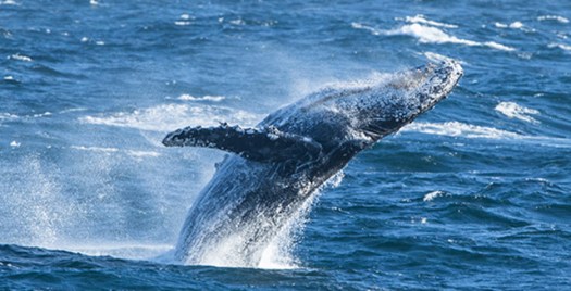 Humpback whale.jpg